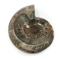 Polished Ammonite Fossil Dish