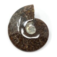 Whole Polished Ammonite Fossil