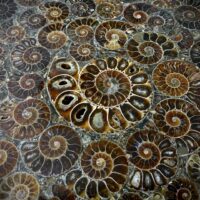 Ammonite Fossil Tabletop